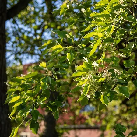 Apartamento Gulfhof Boomgaarden Boomgaarden 15 Reemt Krummhörn