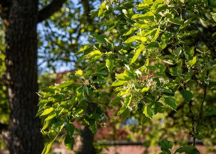 شقة Gulfhof Boomgaarden Boomgaarden 15 Reemt Krummhörn